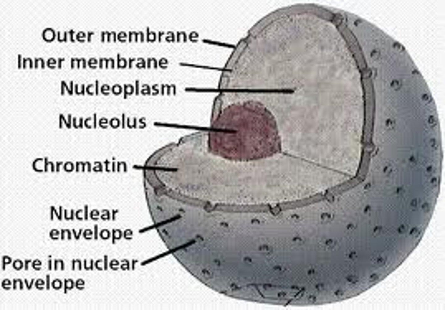 <p>Perforate the nuclear envelope and regulate traffic between the nucleus and the cytoplasm</p>
