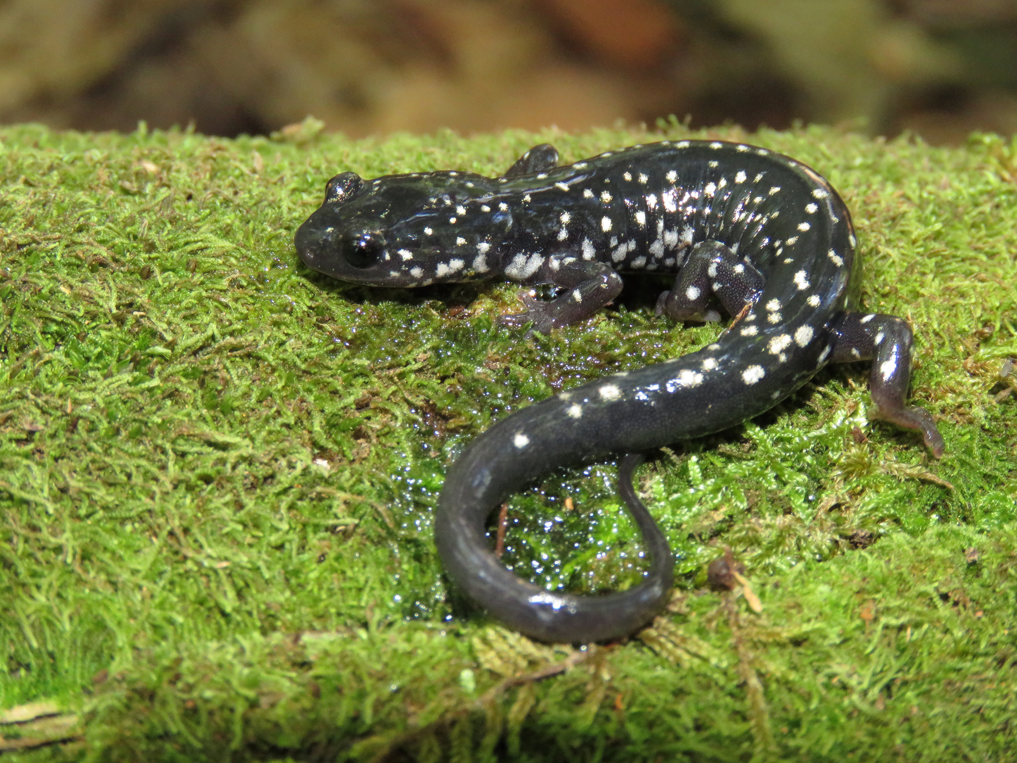 <p>plethodon glutinosus</p>