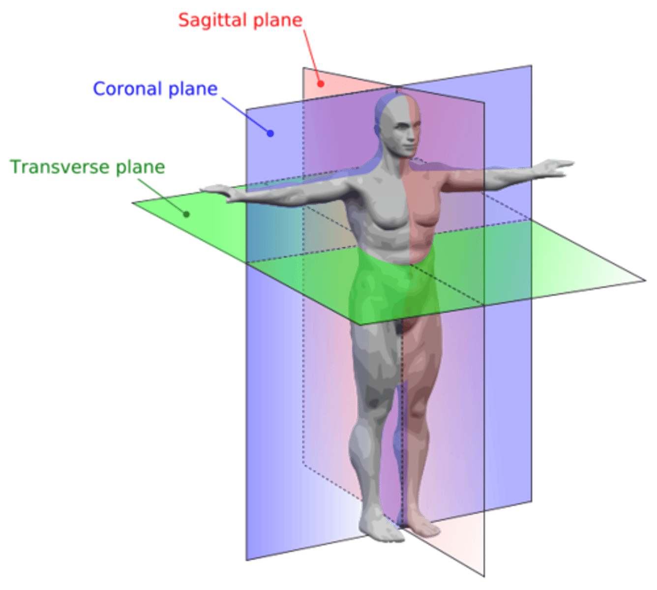 <p>Divides the body in half, separating head from feet.</p>