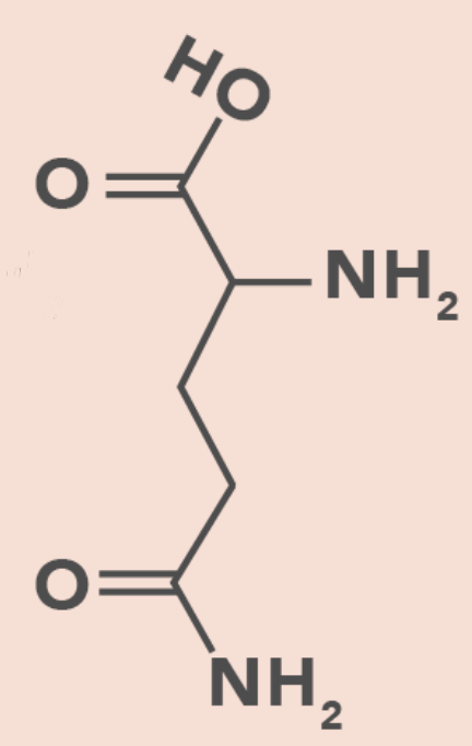 <ul><li><p>Polar</p></li><li><p>Amide Group</p></li></ul><p></p>