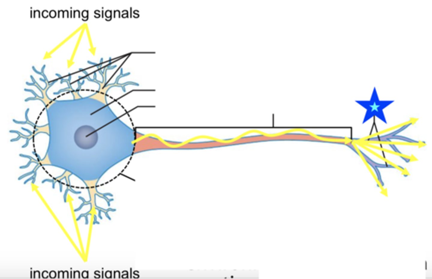 <p>ends in axon terminals</p>