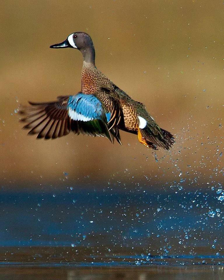 <p>Small; males have blue wing patch and white crescent on face.</p>