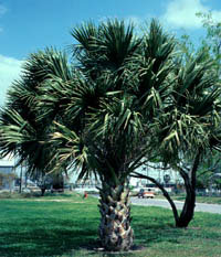 <p>Common Name</p>