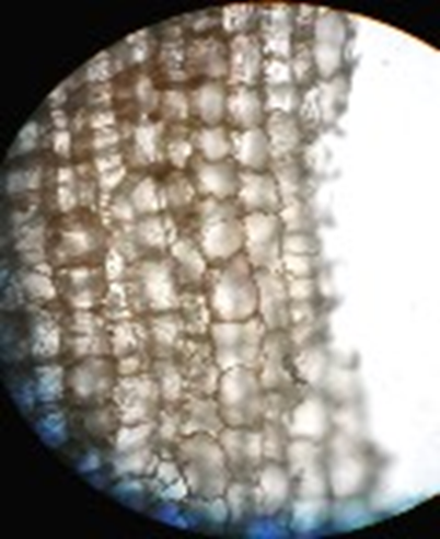 photograph of cork cells