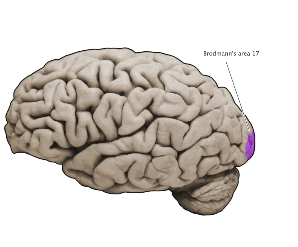 <p>Sensory cortical area in the banks of the calcarine sulcus (lingual and cuneus gyral formations of the medial occipital lobe); this area corresponds to the primary visual cortex (also known as "striate cortex").</p>