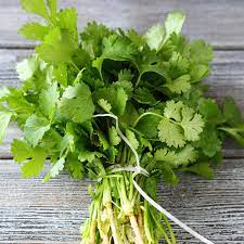 <p>CILANTRO</p>