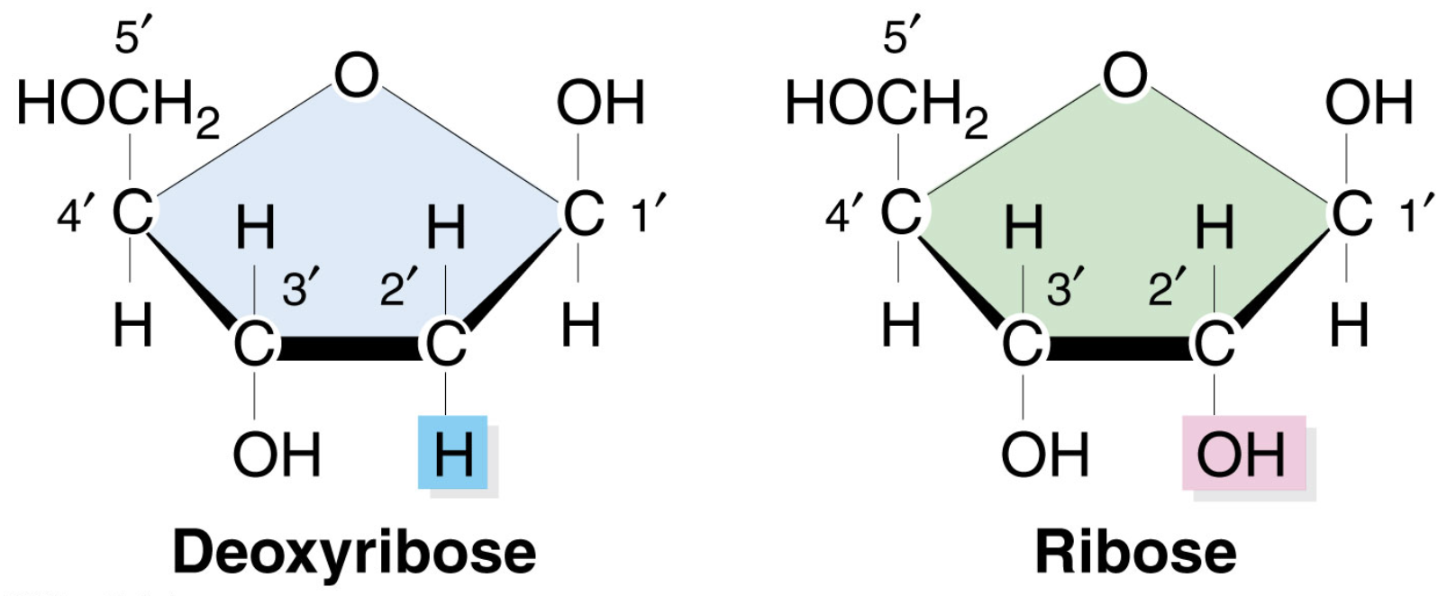 <p>Ribose (OH)</p><p>Deoxyribose (H)</p>