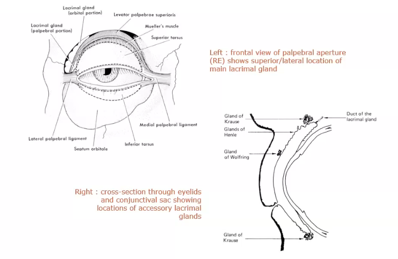 <p>have superior and inferior accessory and main glands&nbsp;</p><p></p>