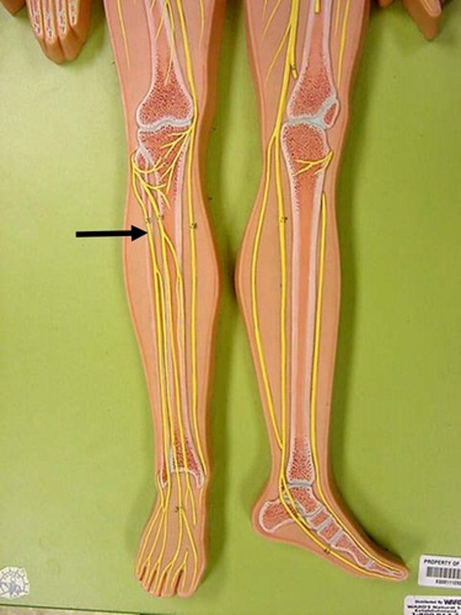 <p>Nerve in the lower extremity responsible for sensation and movement in the front of the leg and top of the foot</p>