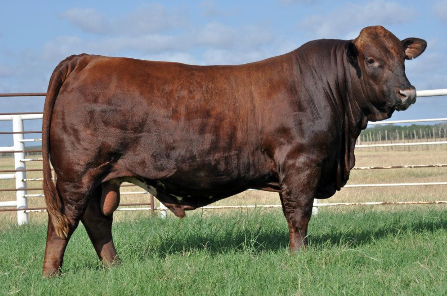 <ul><li><p>Created by <strong>Tom Lasater</strong></p><ul><li><p><strong>Brahman x Shorthorn x Brown Swiss x Hereford</strong></p><ul><li><p>BSBsH</p></li></ul></li></ul></li><li><p>Can be <strong>any </strong>color</p><ul><li><p>Shift to red, but not a breed requirement</p></li></ul></li><li><p><strong>Docile, gentle, and highly fertile</strong></p></li><li><p><strong>Good growth rate and size </strong>but have<strong> carcass issues</strong></p></li></ul><p></p>