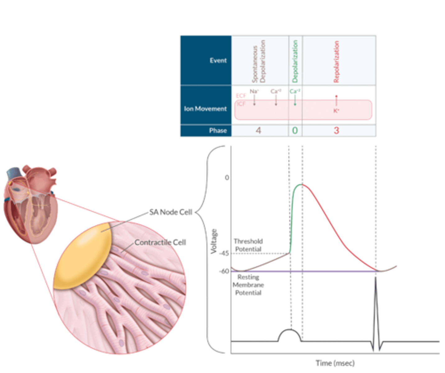 <p>-60 mV (HIGHER!!)</p>
