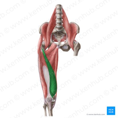 <p>Origin: Intertrochanteric line &amp; medial lip of linea aspera of femur</p><p>Insertion: patella via quadriceps femoris tendon</p><p>Action: extension of knee</p>