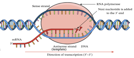 <ul><li><p><span>The biological process through which the information in a gene's DNA sequence is copied into RNA.</span></p></li><li><p><span>Transcription is like photocopying a gene from DNA so the cell can use it to make a protein.</span></p></li><li><p><span>Transcription occurs in the 5′ to 3′ direction.</span></p><ul><li><p><span>The direction in which the new mRNA strand is synthesized.</span></p></li></ul></li><li><p><span>The&nbsp;<strong>sense strand</strong>&nbsp;is the&nbsp;<strong>strand</strong>&nbsp;of DNA that has the same sequence as the mRNA.</span></p></li></ul><p></p>