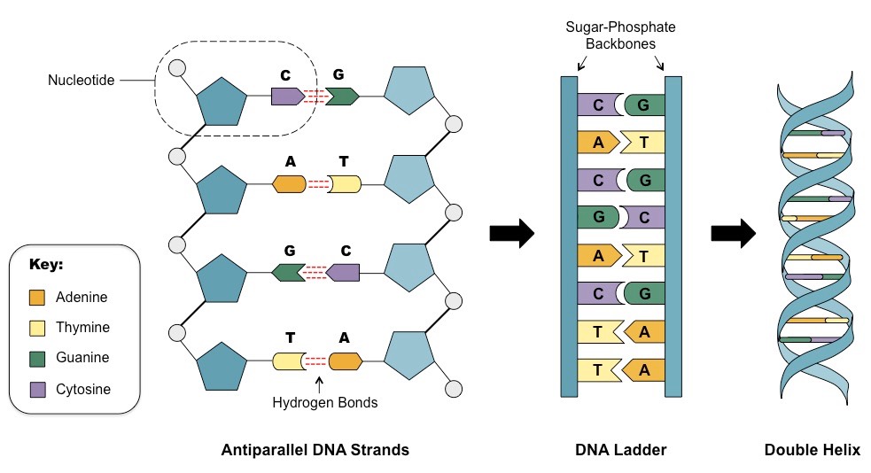 <p>What is DNA, what does it stand for, and what is the structure of DNA? Label the diagram.</p>