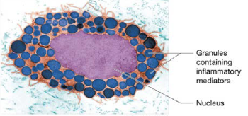 <p>immune cells that release mediators (degranulate) when stimulated, cause inflammation through histamine</p>