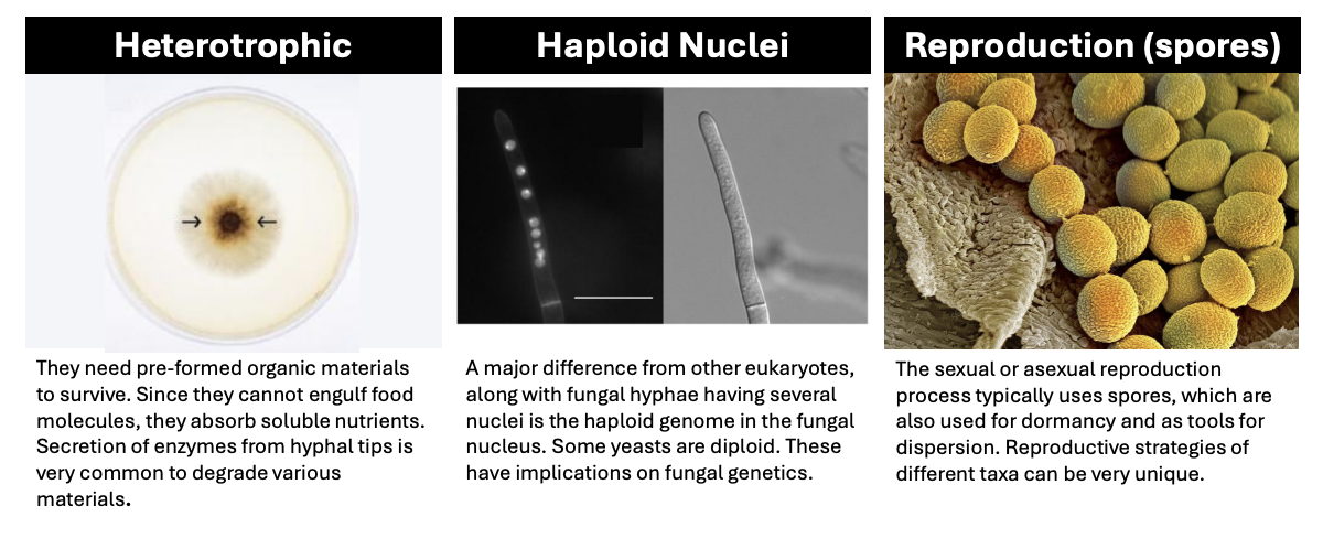 <p>Reproduction (spores)</p>