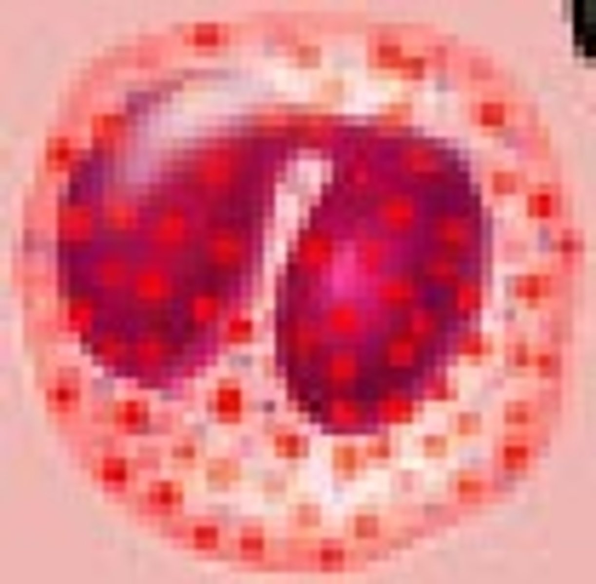 <p>eosinophil</p>