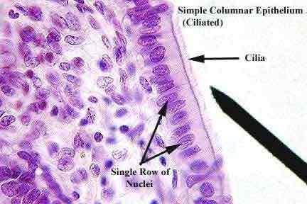 <p>A type of epithelium with cilia on the apical surface, found in the respiratory tract.</p>