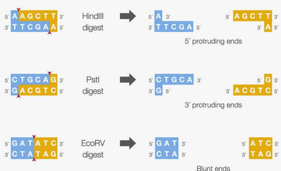 <p><span><u>5’ overhang</u> = sticky end because of anti-parallel nature </span></p><p class="Paragraph SCXW38834080 BCX0" style="text-align: left;"><span><u>3’ overhang</u> = sticky end because of anti-parallel nature </span></p><p class="Paragraph SCXW38834080 BCX0" style="text-align: left;"><span><u>Blunt end endonuclease</u> = leave no overhanging bases after separation because it is a palindromes</span></p>