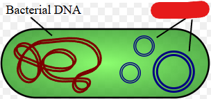 <p>Small rings of double stranded extra-chromosomal DNA. Carry a small number of non-essential genes and are copied independently of the chromosome inside the cell.</p>