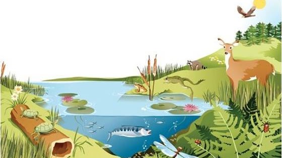 <p>ecosystem (n)</p>