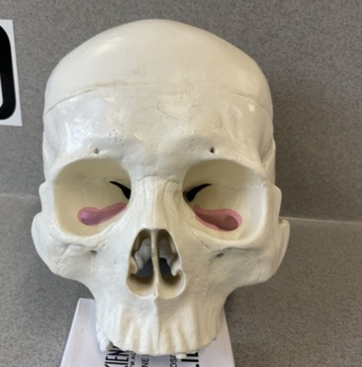 knowt flashcard image