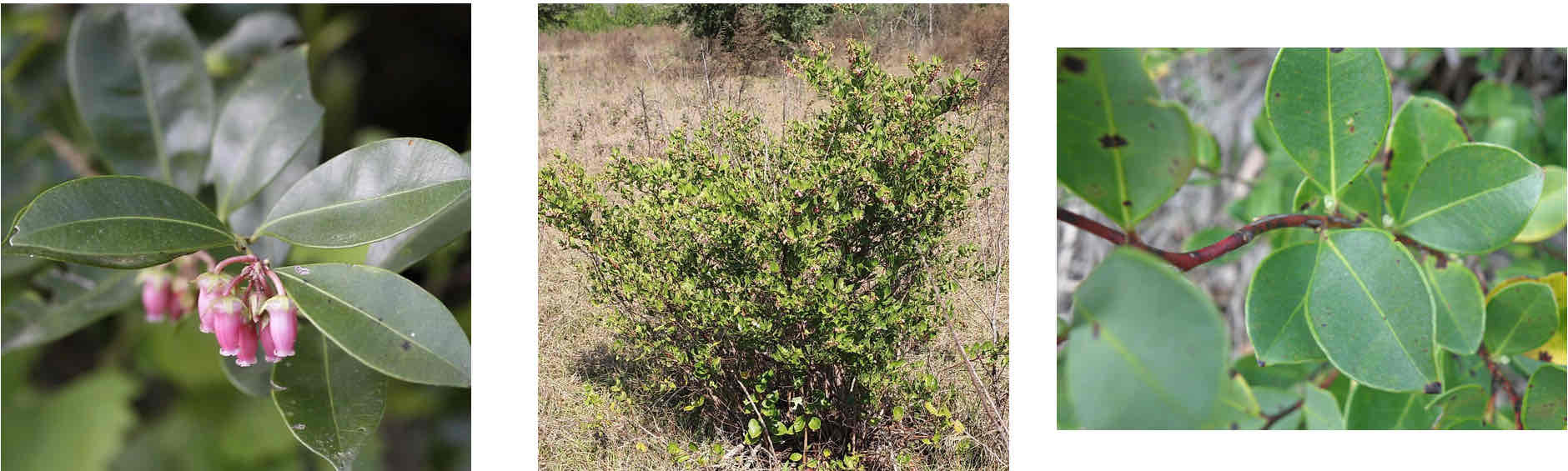 <p></p><ul><li><p>Very similar to rusty staggerbush</p></li><li><p>Shrub</p></li><li><p>Look for yellow ring/highlight around leaf margins</p></li><li><p>Buzz pollinated flower</p></li></ul><p></p>