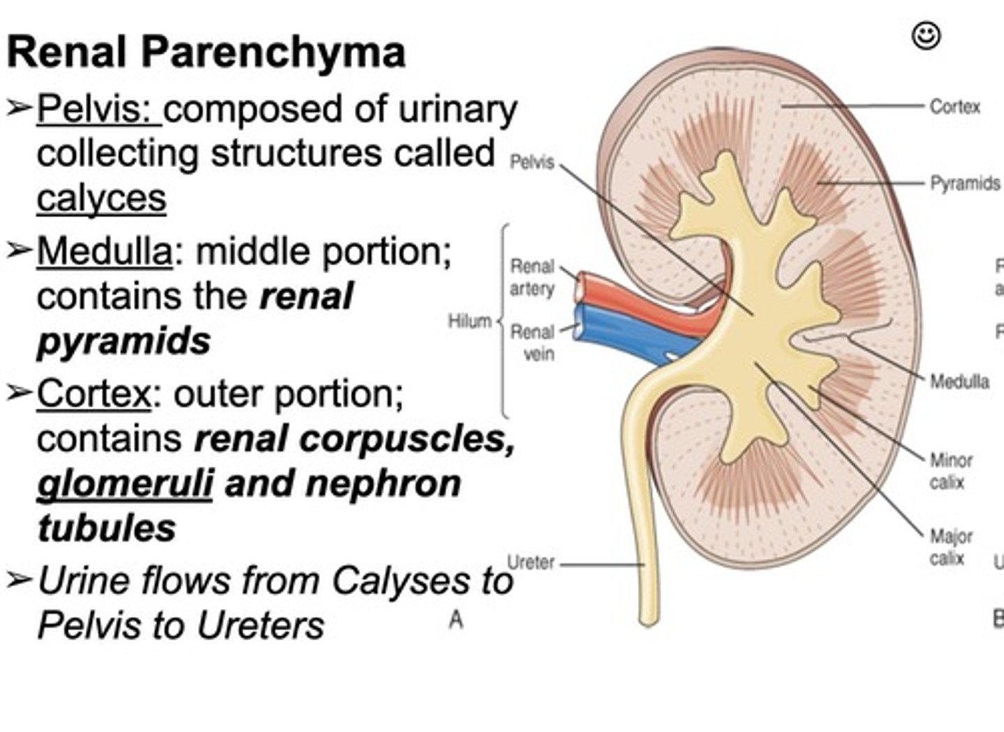 <p>Includes cortex, medulla, and renal pelvis.</p>