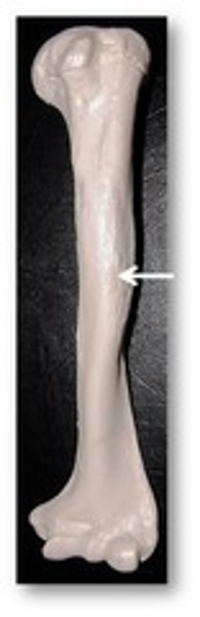 <p>on the lateral surface of the shaft, an insertion for the deltoid muscle</p>