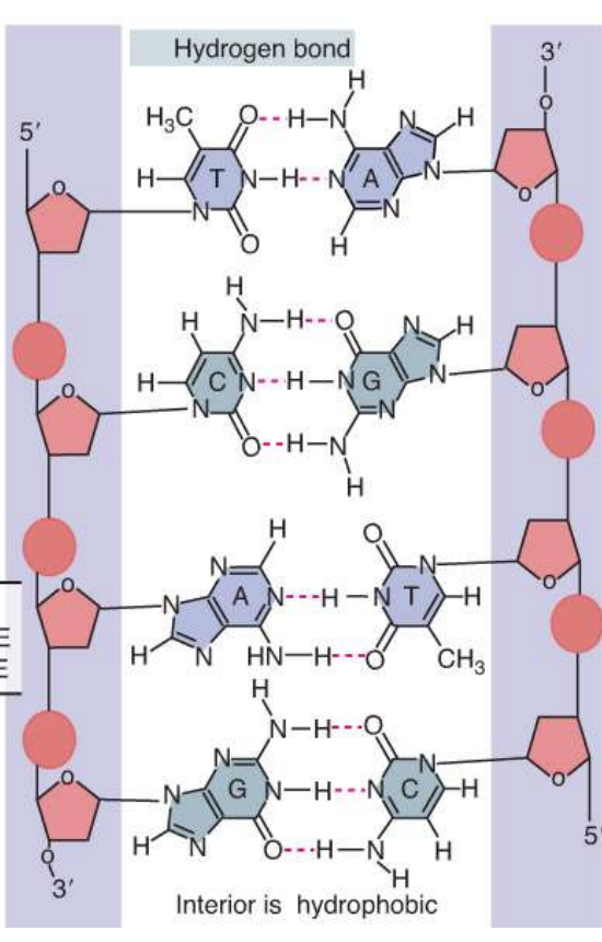 <ul><li><p>fewer H-bonds btwn A-T base pairs</p><ul><li><p>will melt quicker as a result</p></li></ul></li><li><p>can start by using lower annealing temps to see how much of DNA molecule disintegrates at a lower temp</p></li></ul>