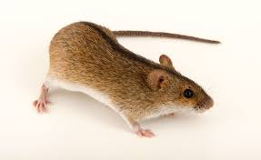 <p><em>Apodemus agrarius </em></p>