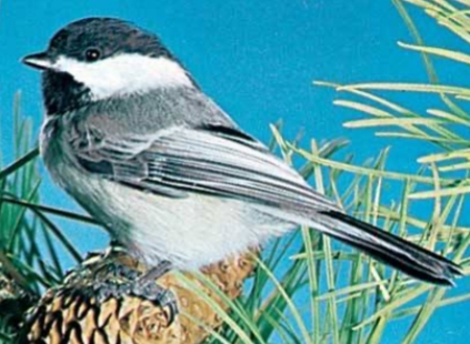 <p><strong>Poecile atricapallis</strong></p>