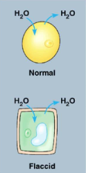 <p>the concentration of solutes inside the cell is equal to that outside the cell</p><p>no net movement of water</p><p>water diffuses into the cell at the same rate water moves out of the cell</p><p>makes plant cells flaccid(turgor pressure decreases)</p><p>ideal for animal cells</p>