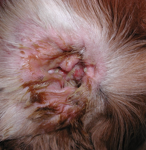 <p>Headshaking, odour, pruritus, pain on manipulation of the ear, exudate, and erythema</p>