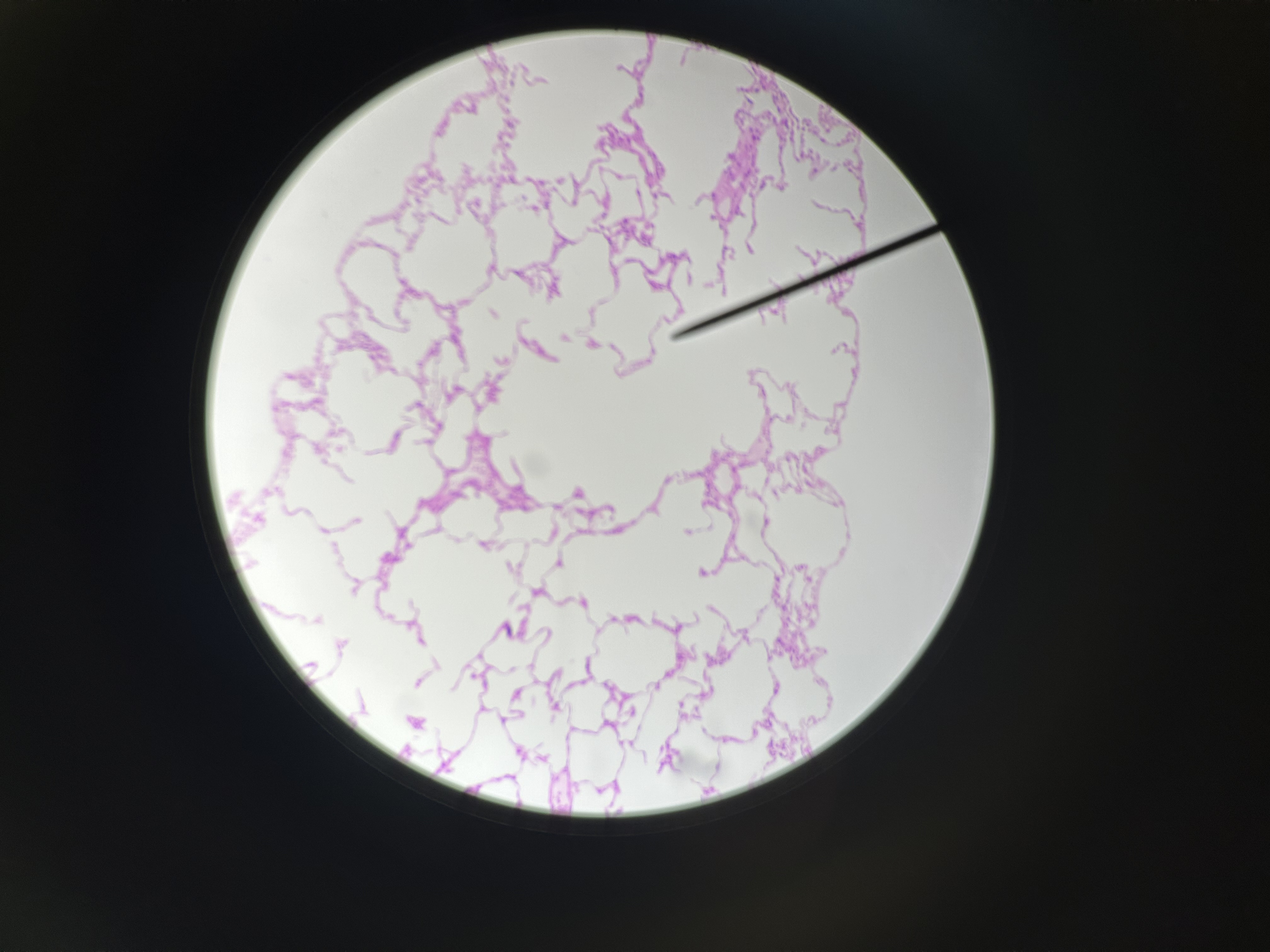 <p>What is this?</p>
