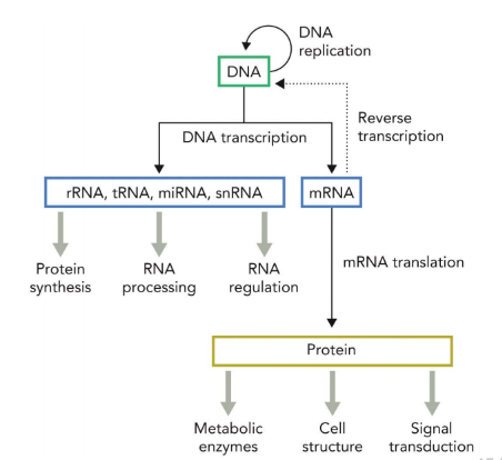 <p>DNA (genes/ transcription) → RNA (translation) → protein </p>