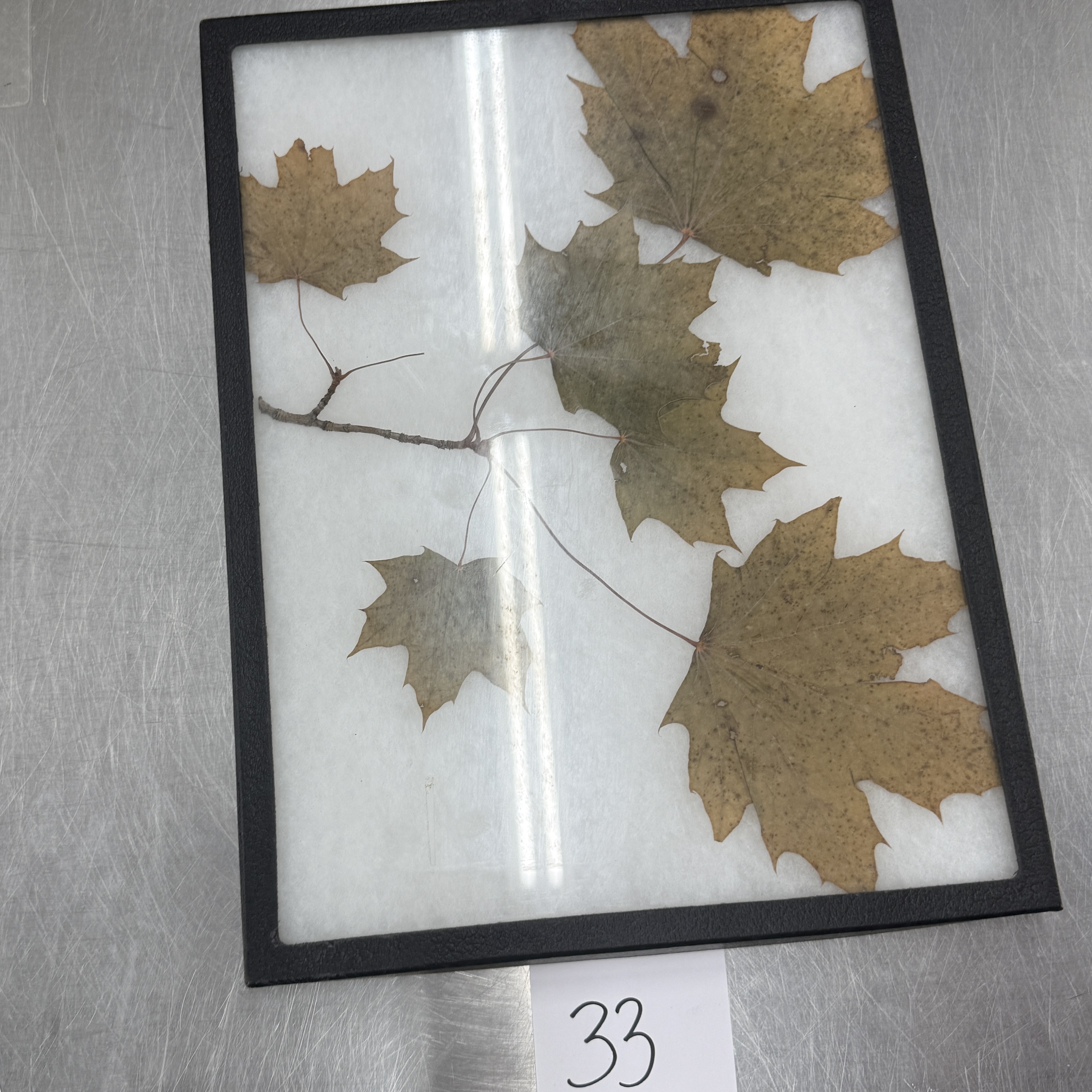 <p>Identify the shapes of the leaf specimen</p>