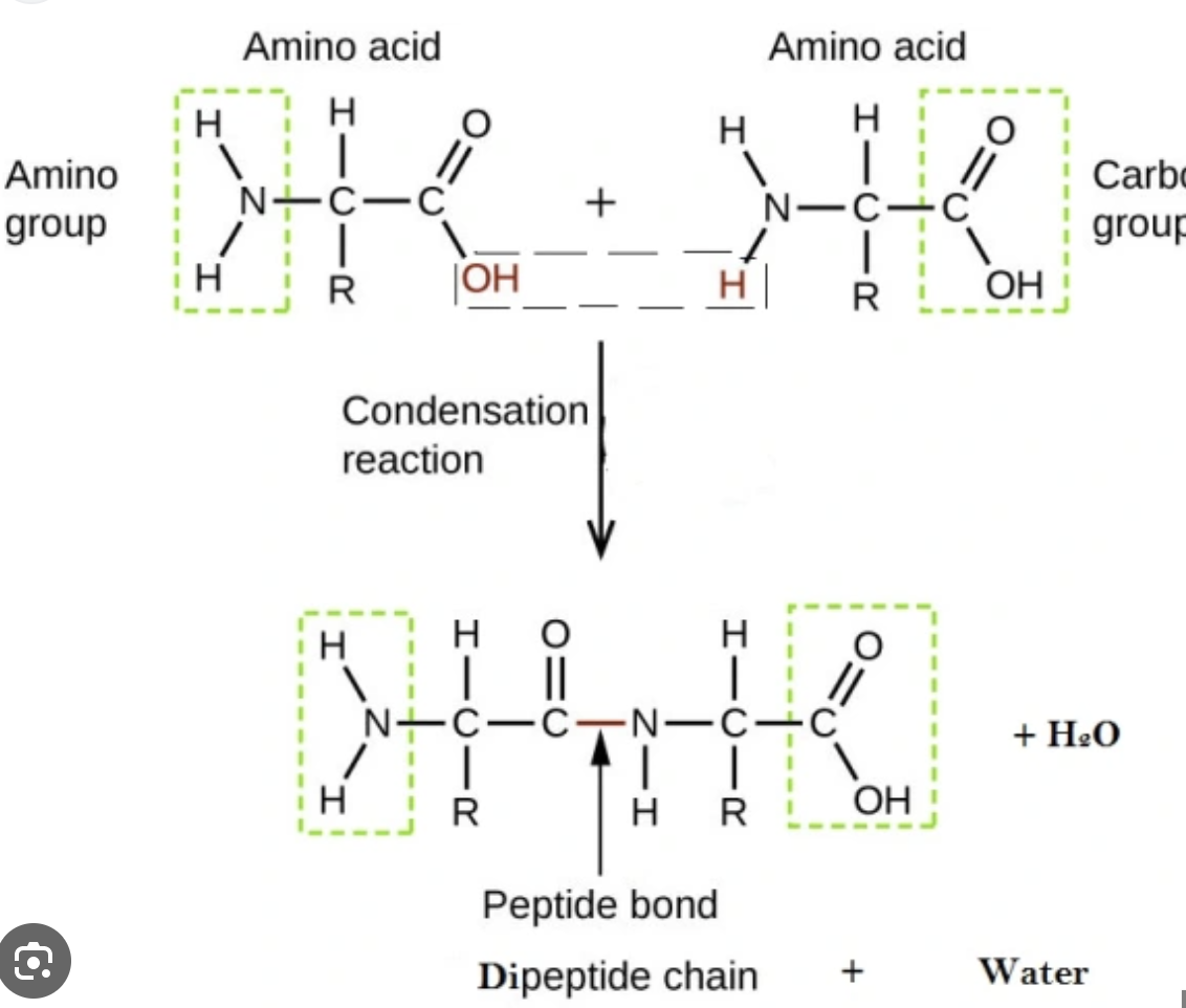 <ul><li><p>linked by condensation reaction</p></li><li><p>new bond called peptide</p></li><li><p>dipeptide; 2 amino acids</p></li><li><p>tripeptide: 3 amino acids</p></li></ul>