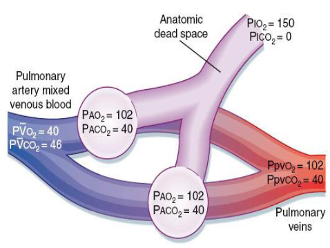 <p>2 normal, parallel lung units, both receiving equal quantities of fresh air and blood flow</p><p>blood and alveolar gas partial pressures are typical for a resting individual</p>