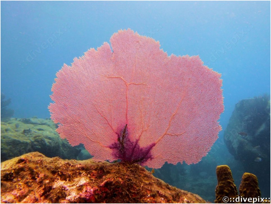 <p>shaped like a fan, flexible</p>