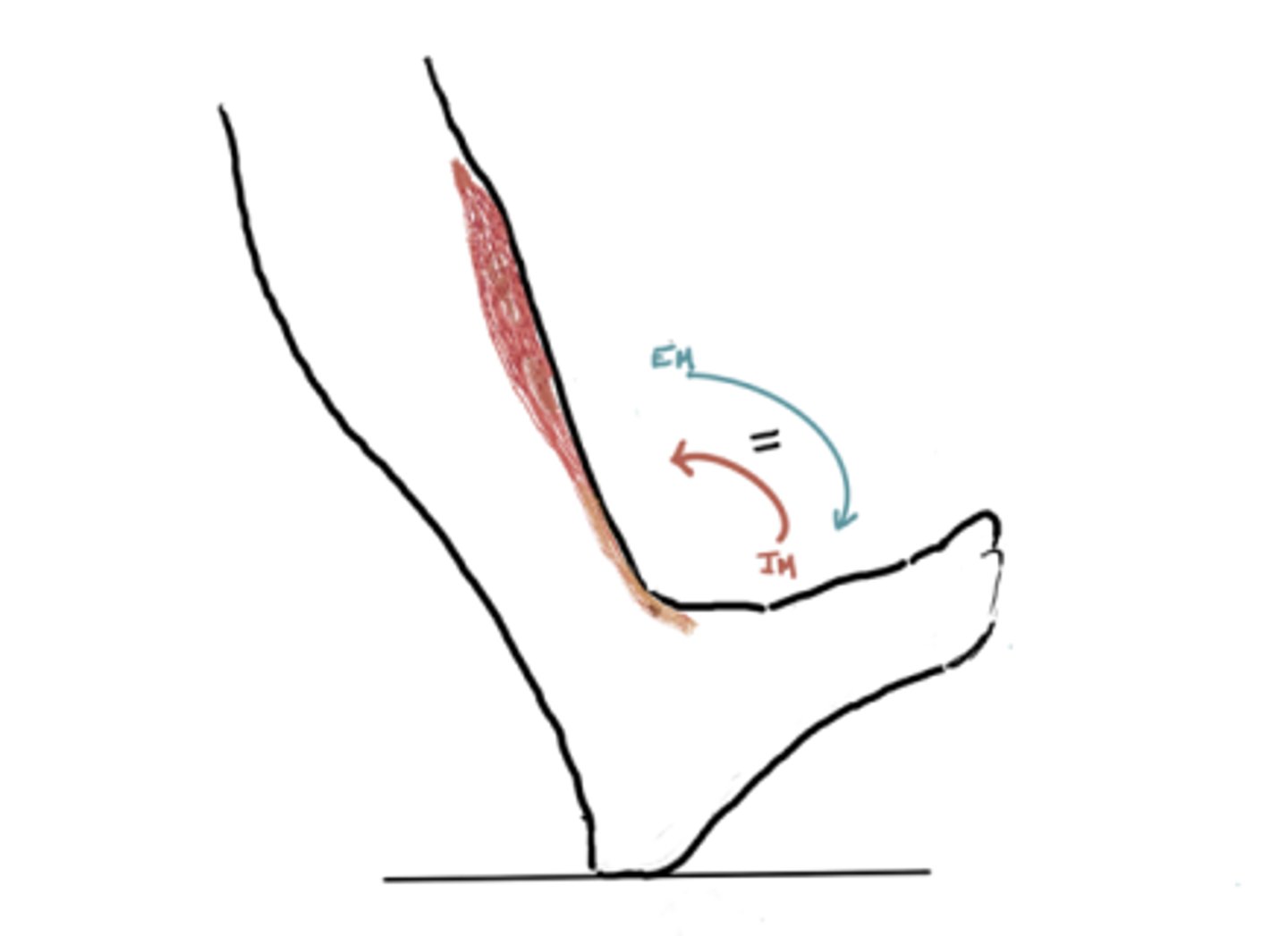 <p>IM: Dorsiflexion (Tibialis Anterior)</p><p>EM: Plantarflexion</p><p>IM=EM</p><p>Angle = 0°</p>