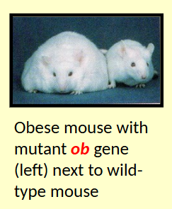 <ul><li><p>Mutations in chronically obese mice investigated </p></li><li><p>Mutation in ob gene leads to mouse eating voraciously = obese </p></li><li><p>ob gene required to produce satiety factor</p></li><li><p>db gene required to respond to that factor</p><ul><li><p>ob gene actually encodes for a hor</p></li></ul></li></ul><p></p>