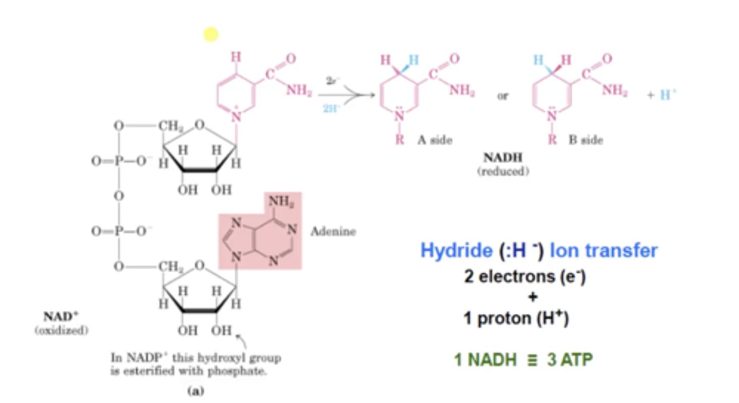 <p>Redox reactions, they transfer a hydride ion 2e-, 1H+</p>