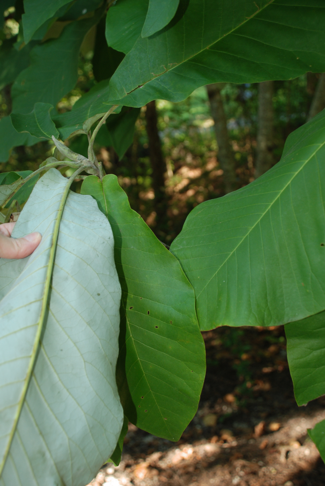 <p>big leaf magnolia</p>