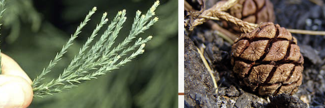 <ul><li><p>most massive tree — but small cones</p></li><li><p>endangered</p></li><li><p>needles are scale-like with short- thick sharp points</p></li></ul><p></p>