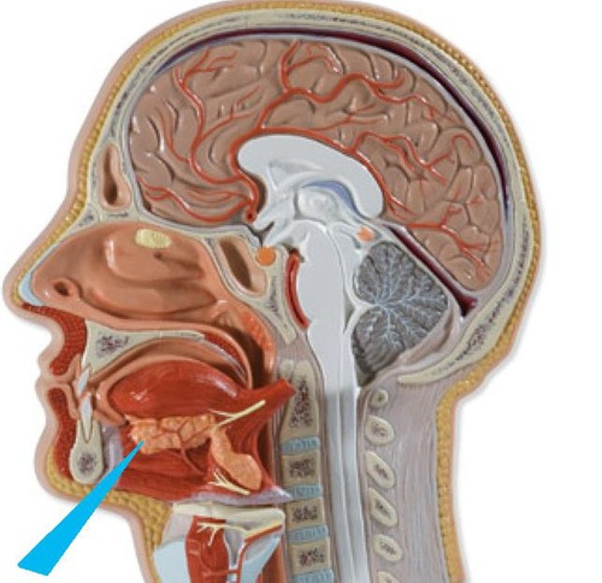 <p>in the floor of the mouth between mandible and genioglossus muscle</p>