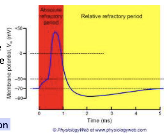 <p>the time during which a second action potential can be generated but would require a stronger stimulus to reach threshold</p>