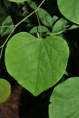 <p>Common Name</p>