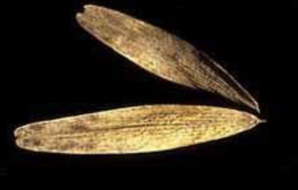 <p>wider samara, flattened seed surrounded by wing</p>