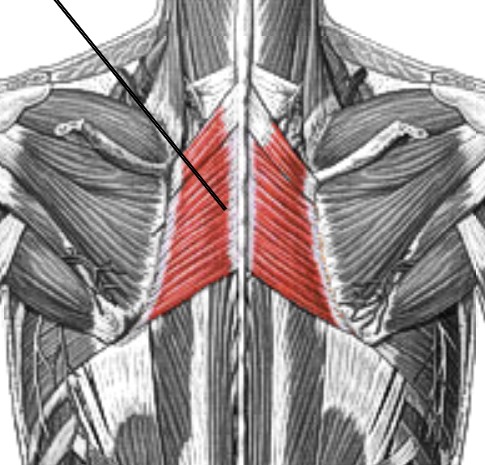 <p>Which muscle of the scapula is:</p><ul><li><p>Rhombus shaped, attached to spine and scapula</p></li><li><p>Action: retract &amp; downward rot scapula</p></li><li><p>Nerve: dorsal scapular</p></li></ul><p></p>